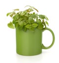 Herbal peppermint tea cup Royalty Free Stock Photo