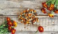 Herbal picking season. Dried medicinal red flowers of black-haired or golden Mary, Turkish carnation in a wooden spoon with fresh Royalty Free Stock Photo