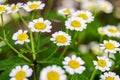 Herbal Plant For Alternative Medicine. Beautiful Scene With Blooming Medical Chamomilles In Nature. Wild Chamomile Field Flowers