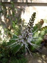 herbal plant commonly called cat& x27;s whiskers flower atau bunga kumis kucing
