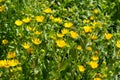 The herbal plant gumweed Royalty Free Stock Photo