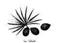 Hand Drawn of Saw Palmetto Berries with Leaf