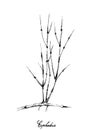 Hand Drawn of Ephedra Plants on White Background