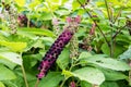 Herbal plant: Indian pokeweed Phytolacca acinosa