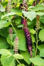 Herbal plant: Indian pokeweed Phytolacca acinosa Royalty Free Stock Photo