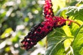 Herbal plant: Indian pokeweed Phytolacca acinosa