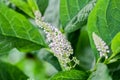 Herbal plant: Indian pokeweed Phytolacca acinosa