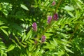 The herbal plant Liquorice Royalty Free Stock Photo