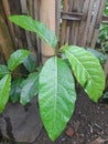 Herbal plant used by the Sasak tribe on the island of Lombok, Indonesia as a skin patch for swollen skin caused by broken bones