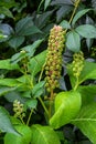 Herbal plants: Indian algae Phytolacca acinosa, which are used locally for pain relief. It has anti-asthma, antifungal, Royalty Free Stock Photo