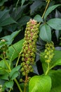 Herbal plants: Indian algae Phytolacca acinosa, which are used locally for pain relief. It has anti-asthma, antifungal, Royalty Free Stock Photo