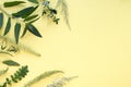 Herbal plants on pale yellow paper background