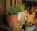 Herbal pots of a farm Royalty Free Stock Photo