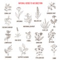 Herbal remedies for aid digestion