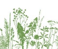 Herbal seamless pattern. Botanical border. Vector grass background.