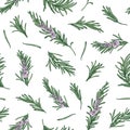 Herbal seamless pattern with rosemary sprigs on white background. Backdrop with blooming fragrant herb. Elegant vector