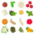 Herbal seasoning icons set, cartoon style