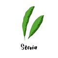 Herbal stevia illustration isolated on white background