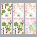 Herbal tea collection. Red currant banner set Royalty Free Stock Photo