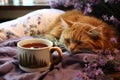 herbal tea in a cup next to a slumbering cat Royalty Free Stock Photo