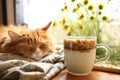 herbal tea in a cup next to a slumbering cat Royalty Free Stock Photo