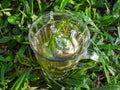 Herbal tea (fennel). Transparent glass cup on the grass. Royalty Free Stock Photo