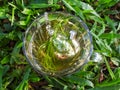 Herbal tea (fennel). Transparent glass cup on the grass. Royalty Free Stock Photo