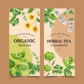 Herbal tea flyer design with savory, parsley, peppermint watercolor illustration
