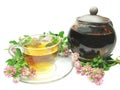 Herbal tea in tea-pot with clover Royalty Free Stock Photo