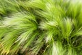 Herbal texture. Green feather grass closeup. Horizontal background. Royalty Free Stock Photo