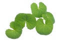 Herbal Thankuni leaves