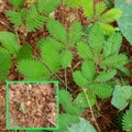 Herbal Touch me not plant grow in kerala Royalty Free Stock Photo