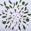 Herbal versus chemical medicine - alternative remedies flat lay comparison Royalty Free Stock Photo