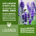 Lavanda - herbalist advise with herbs benefits tile wall decor