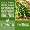 Rozmarin - herbalist advise with herbs benefits tile wall decor
