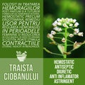 Traista ciobanului - herbalist advise with herbs benefits tile wall decor