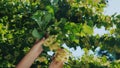 Herbalist hands pick pluck linden flowers to make healthy healing tea