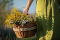 An herbalist holds a wicker basket of herbs. Goldenrod and common winterflower. Royalty Free Stock Photo