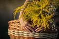 An herbalist holds a wicker basket of herbs. Goldenrod and common winterflower. Royalty Free Stock Photo