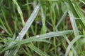 Herbalists portray springtime drops of water on the rose