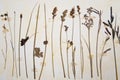 Herbarium