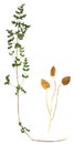 Olive herbarium herbs