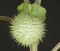 Herbarium Datura inoxia