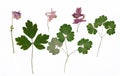 Herbarium from dried blossoming flower arranged in a row. Royalty Free Stock Photo