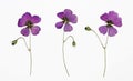 Picture of dried flowers Geranium psilostemon Armenian cranesbill in several variants Royalty Free Stock Photo