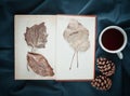 Herbarium of dried leaves in a book on a blue sheet next