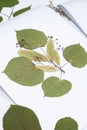 Herbarium, dried plants, linden and others on a white background.