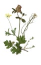Herbarium with dry pressed Green summer meadow plant on white background.