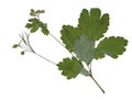 Herbarium with dry pressed Green summer meadow plant on white background.