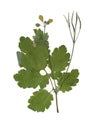 Herbarium with dry pressed Green summer meadow plant on white background.